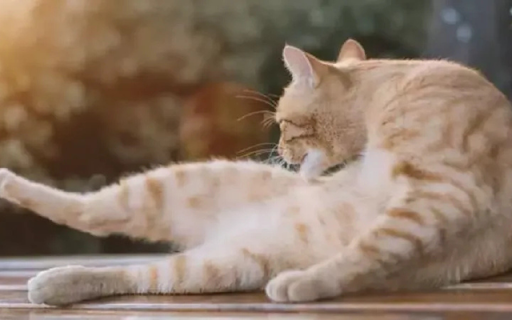 Gentle Grooming screenshot 1