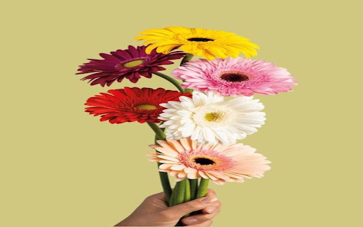 gerbera bouquet wallpaper screenshot 1