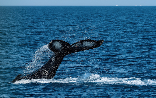 Giant fish tail screenshot 1