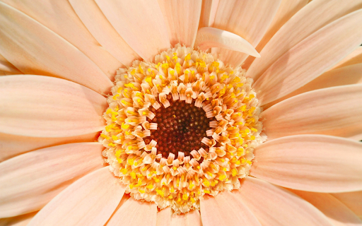 Giant flower screenshot 1