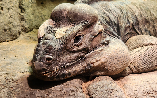 Giant reptile screenshot 1