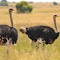 Giants of the Savanna: An Ostrich Pair logo