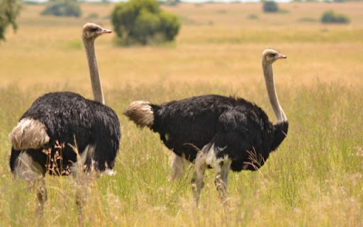 Giants of the Savanna: An Ostrich Pair screenshot 1