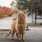 Ginger Cat Standing Outdoors in Autumn Street logo