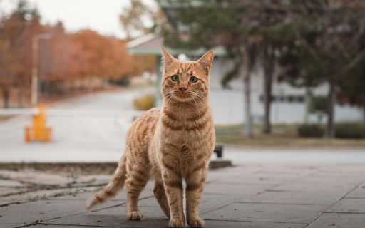 Ginger Cat Standing Outdoors in Autumn Street screenshot 1