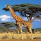 giraffe wallpaper logo