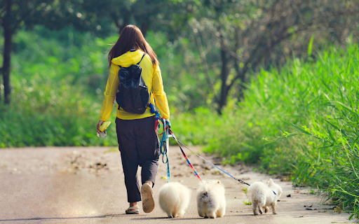 girl and white dogs screenshot 1
