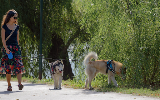 Girls and dogs screenshot 1