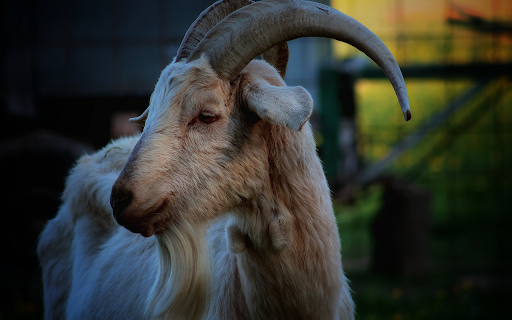 Goat and long beard screenshot 1