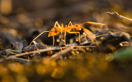 Golden Ant in the Sun screenshot 1