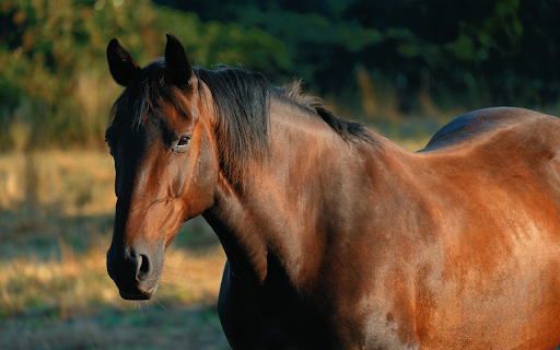 Golden Brown Horse screenshot 1