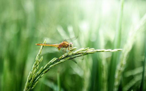 Golden dragonfly screenshot 1