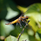 Golden dragonfly with black tail logo
