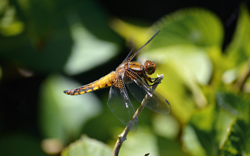 Golden dragonfly with black tail screenshot 1