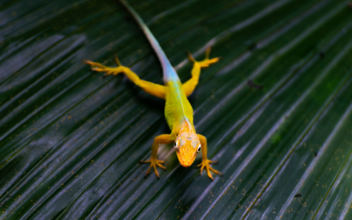 Golden gecko screenshot 1