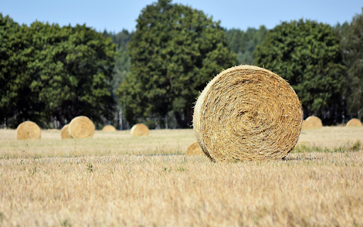 Golden Harvest Field screenshot 1