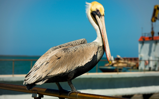 Golden-headed Pelican screenshot 1