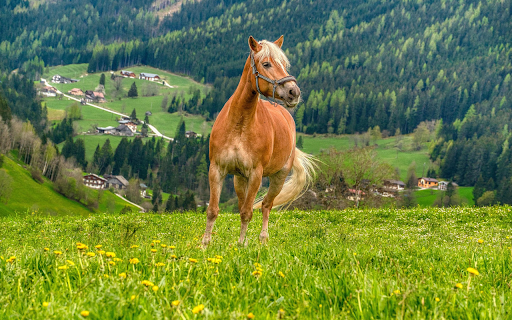 Golden Horse in the Hills screenshot 1