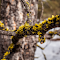 Golden Lichen on Bark logo