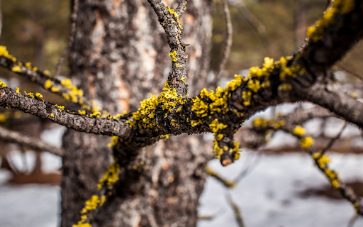 Golden Lichen on Bark screenshot 1