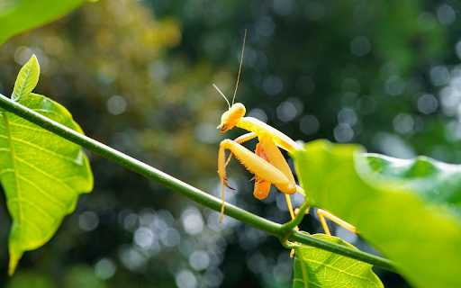 Golden mantis screenshot 1