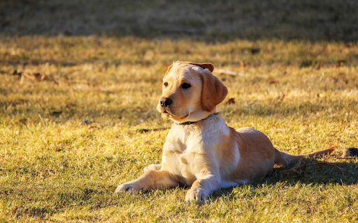 Golden Pup in the Sun screenshot 1