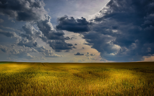 Golden ripe rice fields screenshot 1