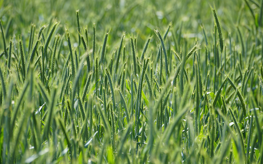 Good green barley screenshot 1