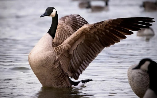 GOOSE THEME screenshot 1