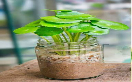 gotu kola wallpaper screenshot 1