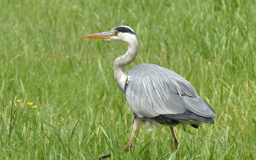 Graceful Heron screenshot 1