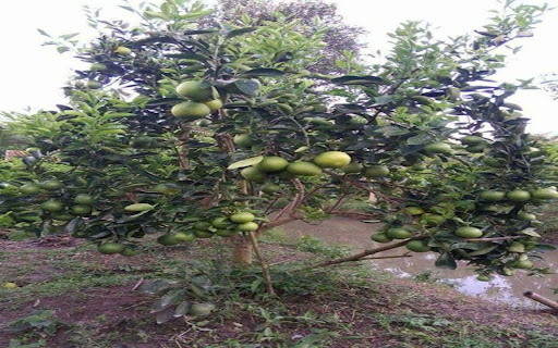 grapefruit tree wallpaper screenshot 1