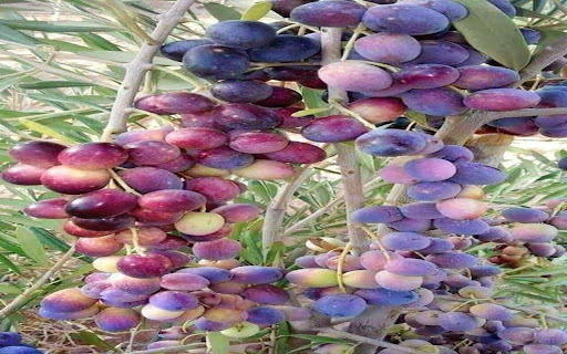 grapevine wallpaper with bunch of grapes screenshot 1