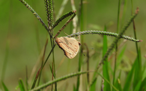 Grass and insects screenshot 1