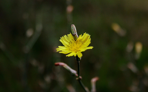 Grass Flower screenshot 1
