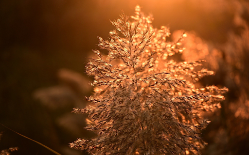 Grass Flowers and Sunset screenshot 1