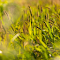 Grass in golden sunlight logo