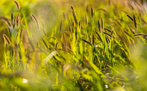 Grass in golden sunlight screenshot 1