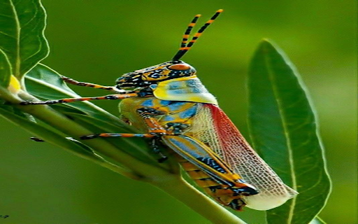 Grasshopper wallpaper screenshot 1