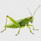grasshopper wallpaper logo
