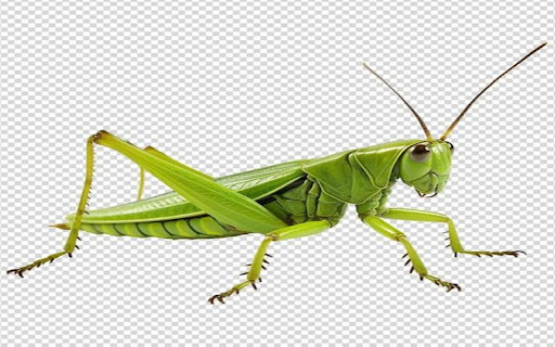 grasshopper wallpaper screenshot 1