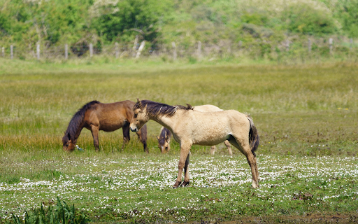Grasslands and horses screenshot 1