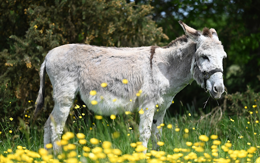 Gray and White Donkey screenshot 1