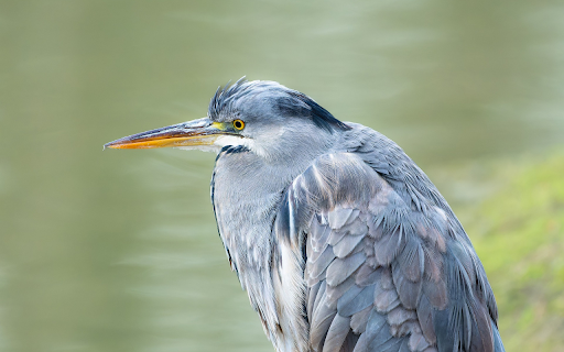 Gray bird screenshot 1