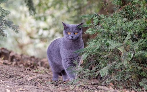 Gray British Shorthair cat screenshot 1