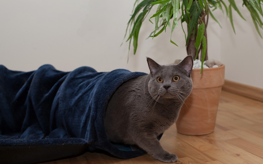 Gray cat screenshot 1