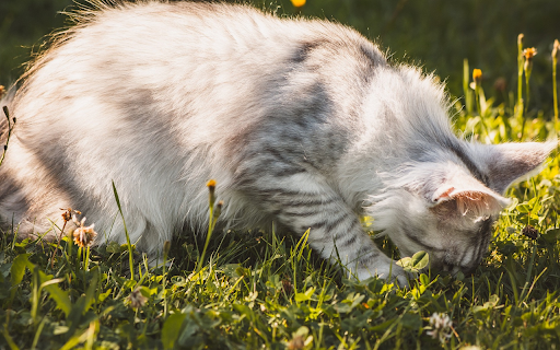 Gray cat eats grass screenshot 1