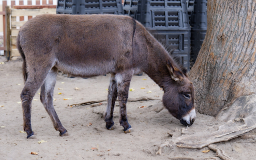 Gray donkey screenshot 1