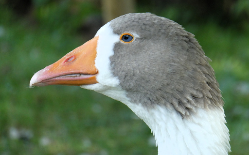 Gray goose screenshot 1