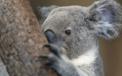 Gray koala behind the tree screenshot 1